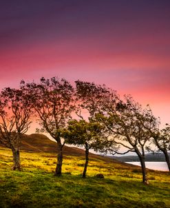 Windblown on the Edge of Sunset