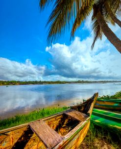 Under the Palm Trees