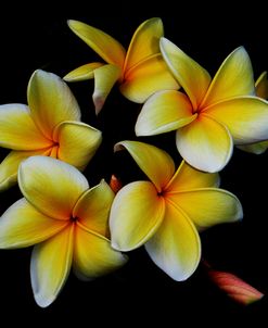 Yellow Frangipani