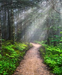 Appalachian Trail by Mount LeConte