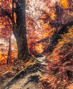 Appalachian Trail in Autumn Colors