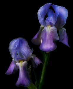 Bearded Iris