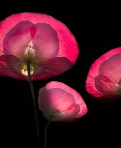 Pink Poppies