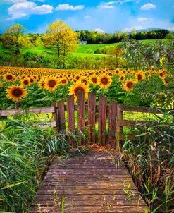 Sunflower Farm beyond the Gate