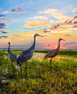 Cranes at Sunset