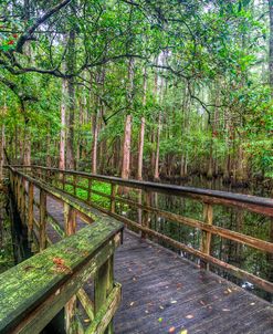 Wander Through the Cypress