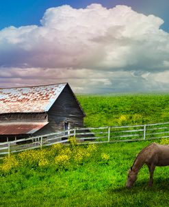 Grazing in the Grass