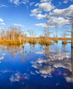 White Clouds over the Everglades