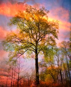Trees in the Brilliance of Evening