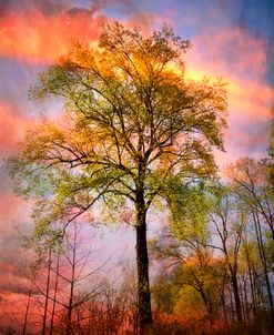 Trees in the Brilliance of Evening