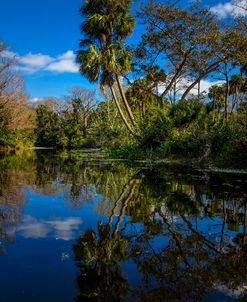 Reflections in the Tropics Vivid Colors