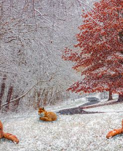 Foxes in Winter White and Red