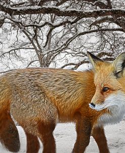 Foxy Radiance in the Woods