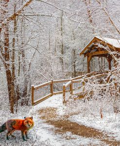 Red Foxes in HDR Detail