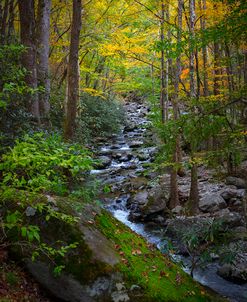 Mossy Stream in Autumn