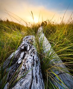 Ocean Driftwood