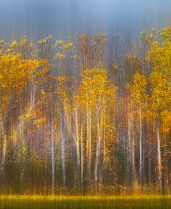 The Forest Awaits Dreamy Panorama