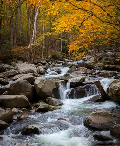 Tripping Downstream in Autumn