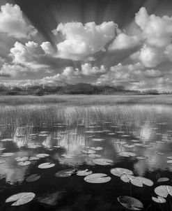 Reflections over the Marsh in Black and White Dreamscape