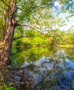 Quiet Reflections