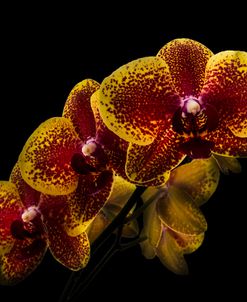 Exotic Orchid Beauty