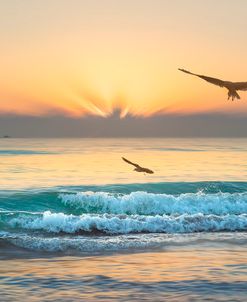 Soaring in the Morning