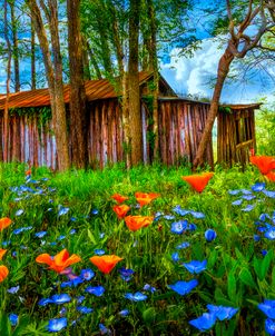 Wildflowers in the Country