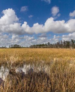 Blue and White over the Marsh