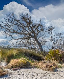 Windblown under the Clouds