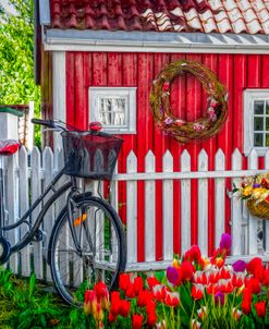 Old Bicycle in the Garden