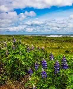 Lupines at the Edge of the Sea