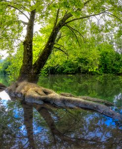 Reflecting the Beauty of Spring