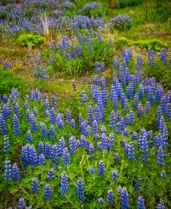 Wild Lupines