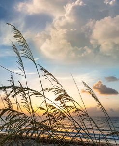 Soft Beach Breezes