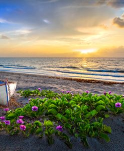 Morning Glory at the Beach