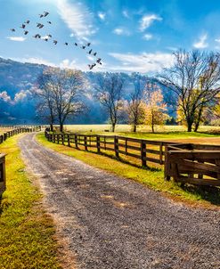 Walking Along the Farm Lane