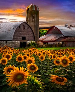 Evening Sunflowers