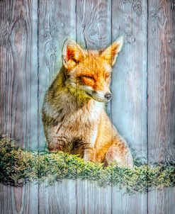 Little Red Fox with Wood Texture