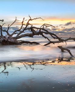 Reaching Into the Salty Sea