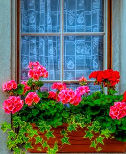 Summer Geraniums in the Window