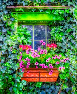 Window in the Ivy