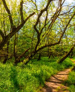 Trail along the River