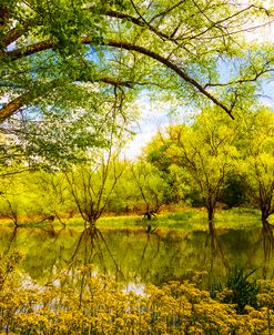 Wildflowers at the River