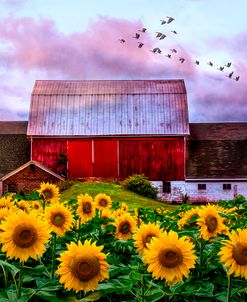 Farmer’s Field