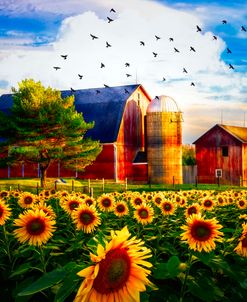 Evening Light on the Sunflowers