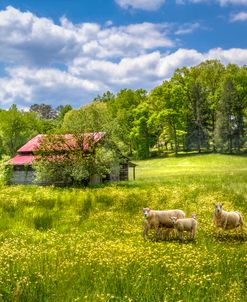 Wildflowers in the Pasture