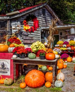 The Sunrise Pumpkin Patch