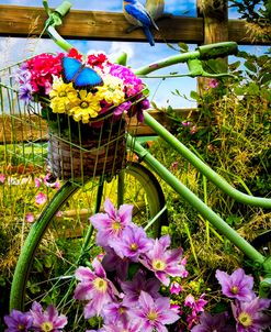 Summer Breeze on a Bicycle