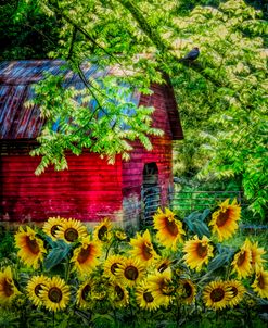 Sunflowers in the Garden