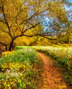 Wildflowers of Autumn